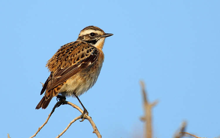 Whinchat