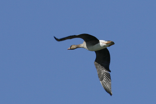 White fronted Goose