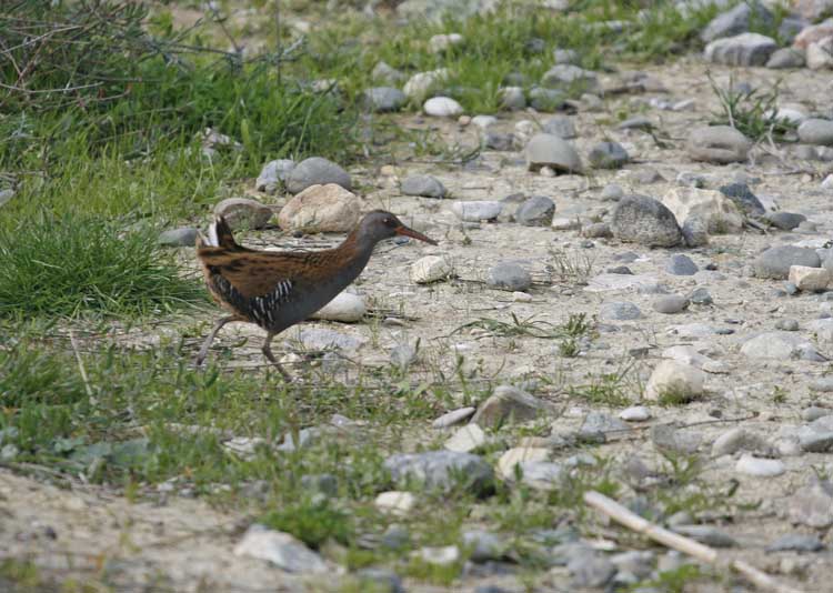 Water rail