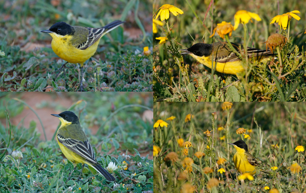 Yellow Wagtails