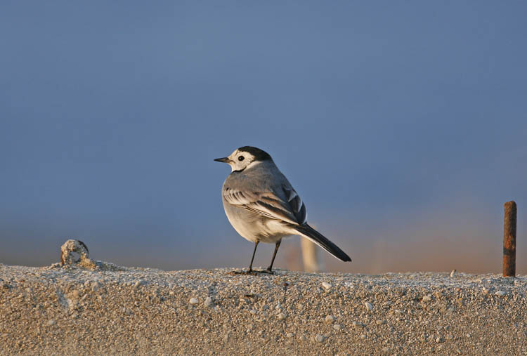 White Wagtail