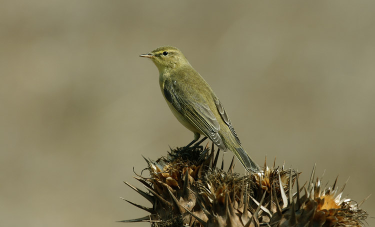 Willow Warbler
