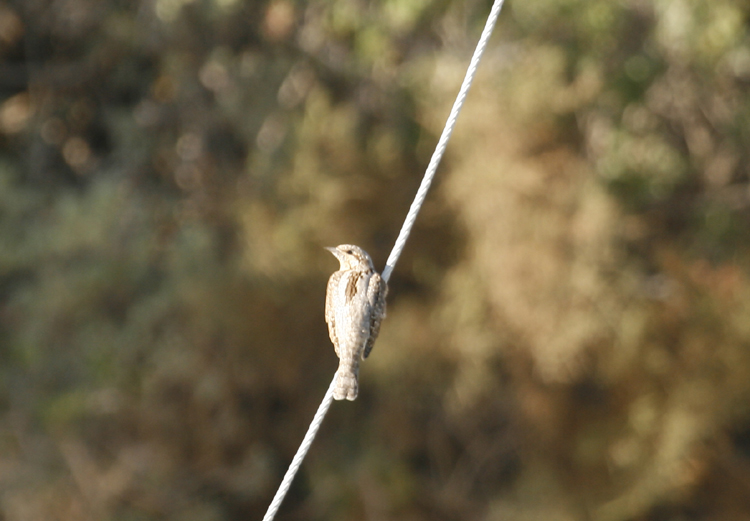 Wryneck