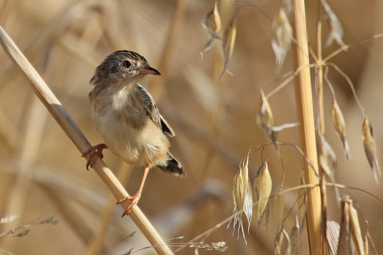 Zitting Cisticola