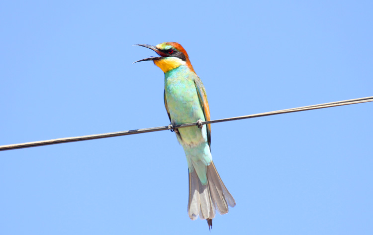 Bee eater