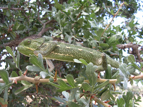 Chameleon