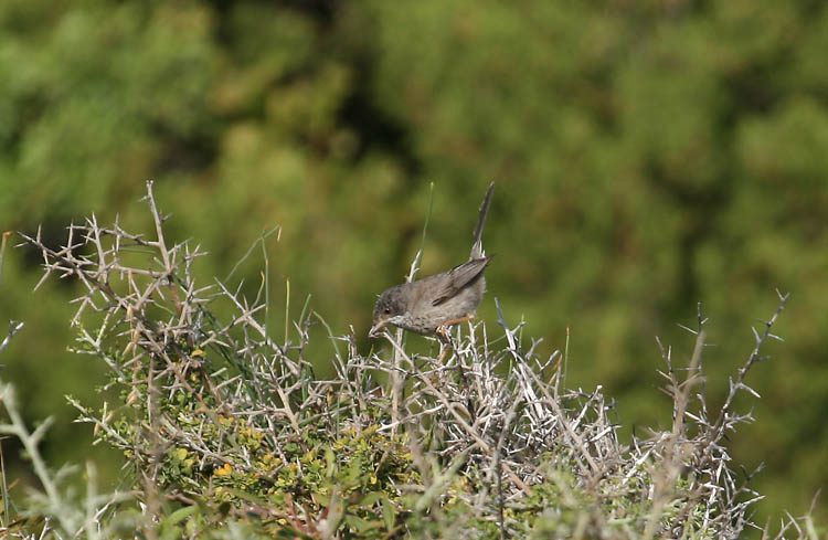 Cyprus Warbler