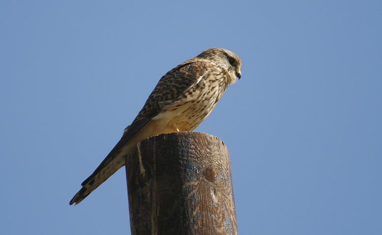 Kestrel