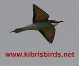 North Cyprus Birds