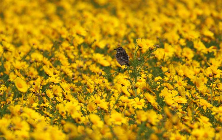 Stonechat