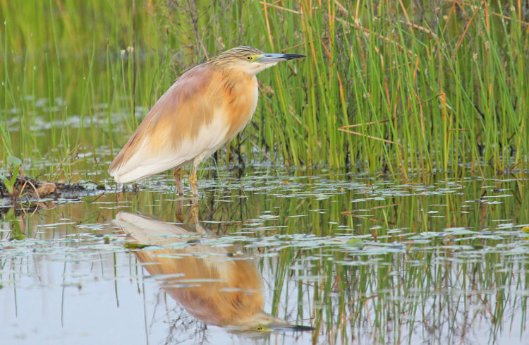 Squacco Heron