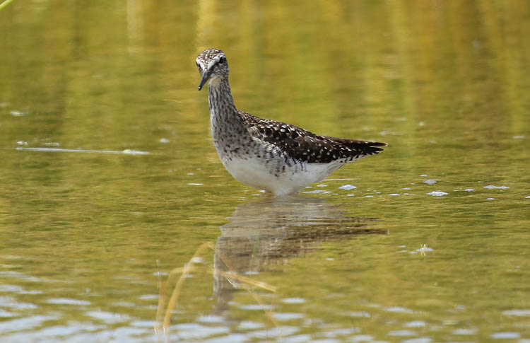 Wood Sandpiper