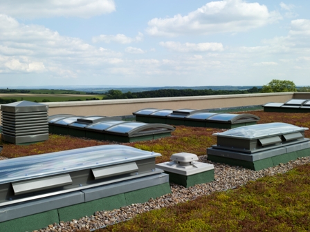 East side sedum roof