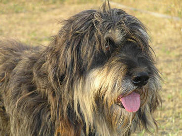 AGRESTE DA TERRA DE MONTOITO ( Lucky X Avelã)- Born in 2002