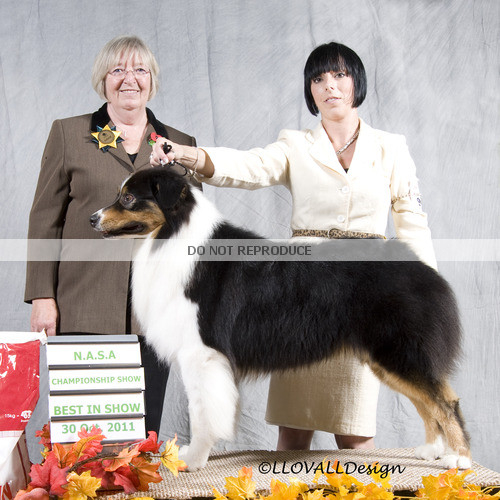 BIS & DOG CC - CH ALLMARK OZZY OSBOURNE AT DAILYNNE