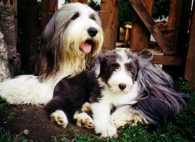 Bronte with her daughter Ir. Ch. Caldermist Lilac Wine JW