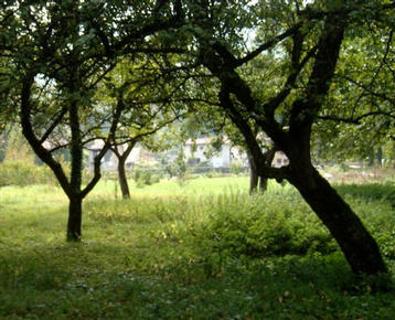 Orchard