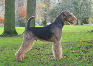 A Hand Stripped Airedale Terrier