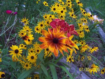 Mexican Holiday and Gaillardia