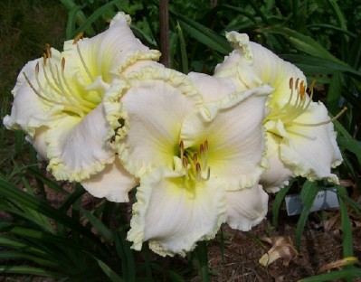 Hemerocallis 'Arctic Lace'