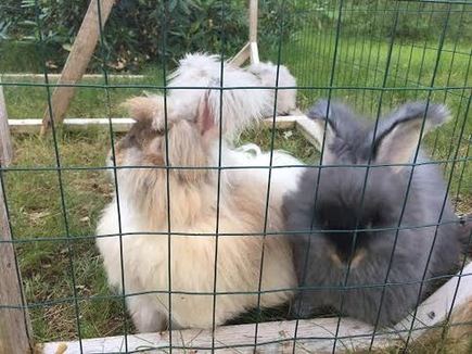 Goldie (momma bun) and Oreo at  3  months