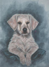 Golden retriever pup - oil (commission)