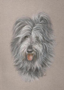 'Battersea Girl': pastel painting of head of scruffy Beardie-type