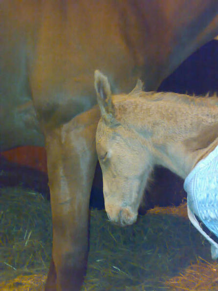 Palomino TB colt