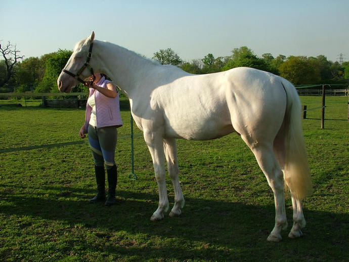 Electrum 22nd April 2009 just before his 2nd Birthday