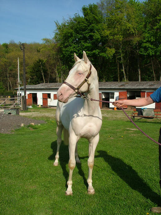 Electrum 22nd April 2009 just before his 2nd Birthday