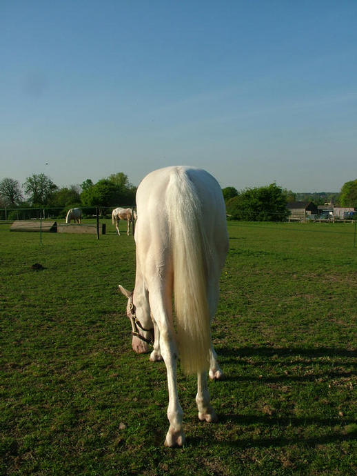 Electrum 22nd April 2009 just before his 2nd Birthday