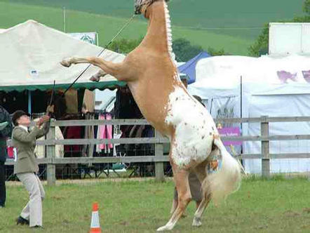 Bassy 5th 2yo Sporthorse, Herts County 29th May 2010