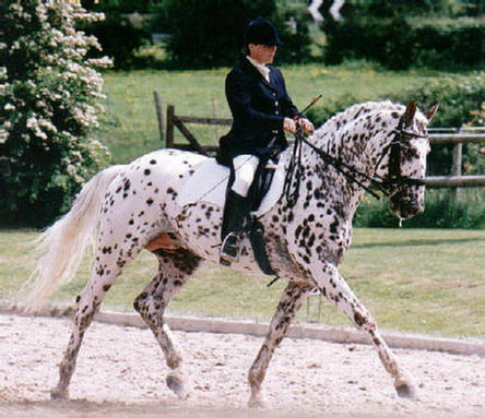 Hamlet Frydenlund (Bassy's damsire)