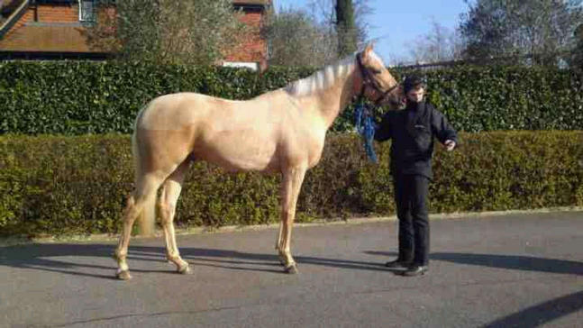 Crinkle aka Aurumba 30th January 2011 at Ermyn Lodge