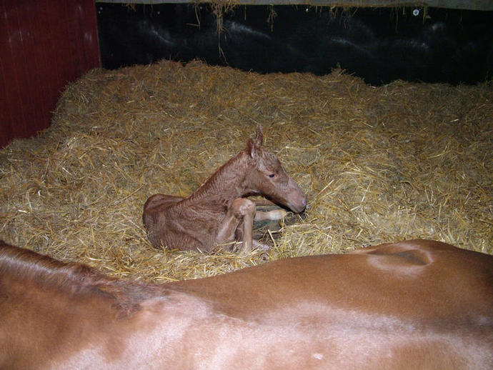 Palomino TB colt