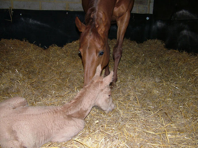 Palomino TB colt