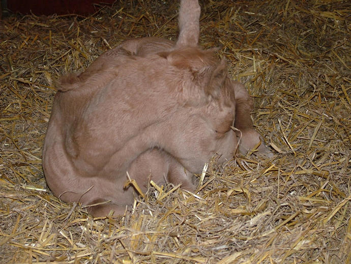 Palomino TB colt