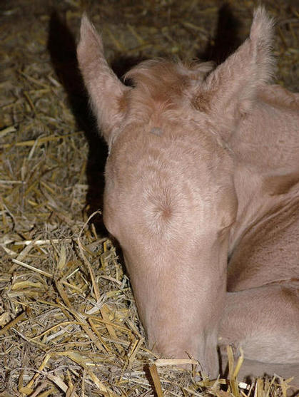 Palomino TB colt