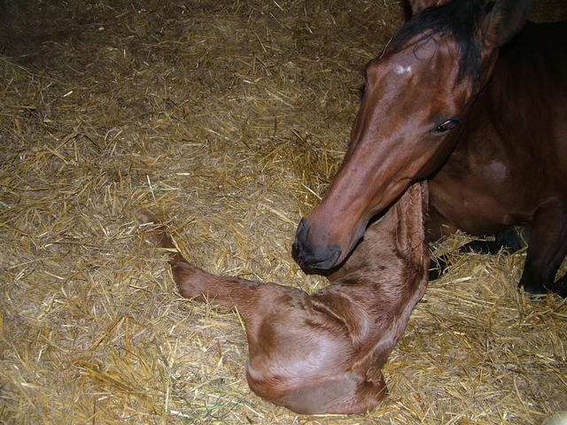 Cassie's foal Goldie a few minutes old