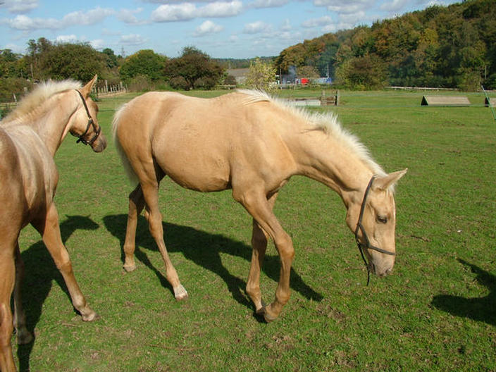 Goldie and Crinkle 10th October 2008