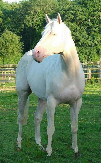 Electrum July 2011
