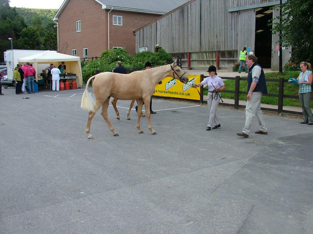 BEF Futurity 2009 Vet inspection