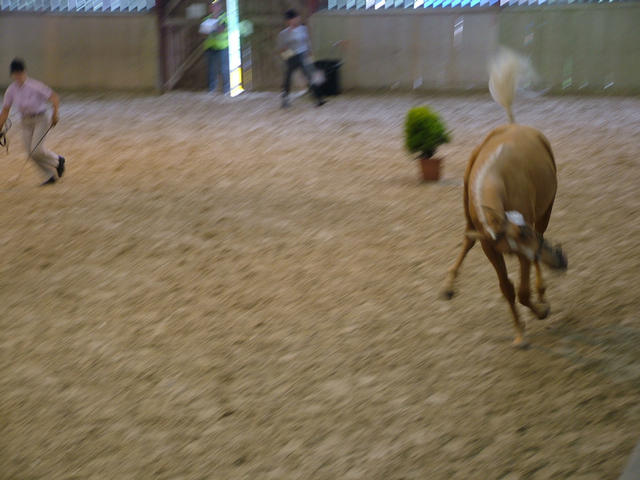 futurity 2009