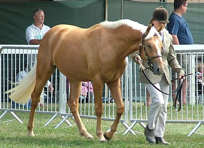 Goldie 2nd Palomino Youngstock