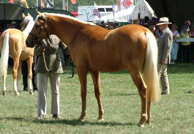 Goldie 2nd Palomino Youngstock