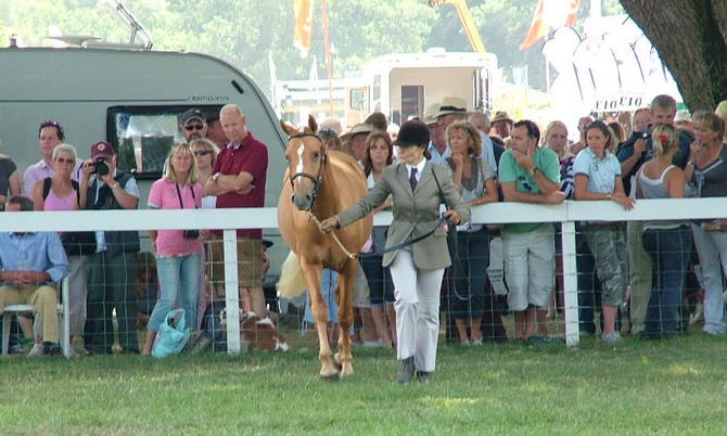 Goldie at New Forest Show, 5th Competition Pony