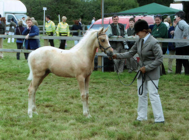 Goldie at Edenbridge and Oxted Show 25th August 2008