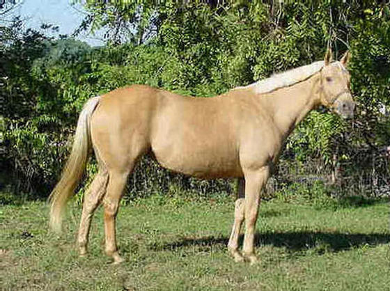 Palomino TB