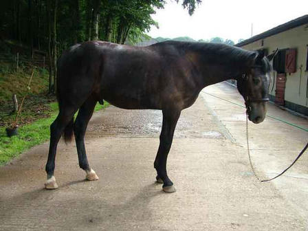 Yearling colt by Scallys Missile