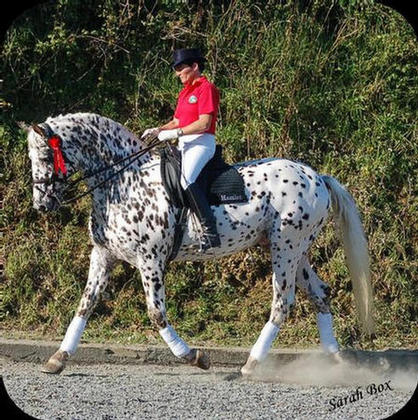 Hamlet Frydenlund (Bassy's damsire)